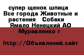 супер щенок шпица - Все города Животные и растения » Собаки   . Ямало-Ненецкий АО,Муравленко г.